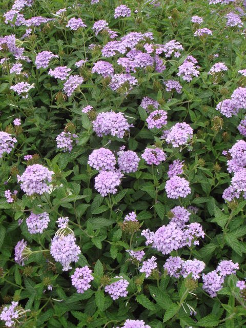 Verbena x 'Murielle'
